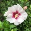 rosecorbett